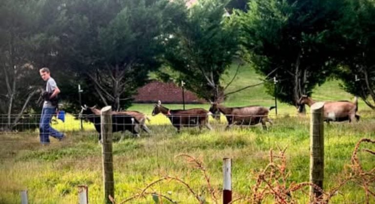 Brambles Bend Farms Goats