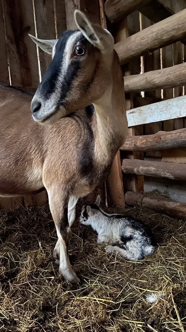 Brambles Bend Farms Goats