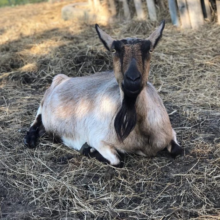 Brambles Bend Farms Goats