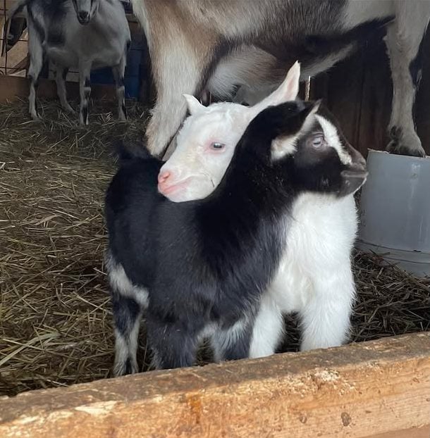 Brambles Bend Farms Goats