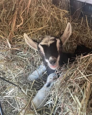 Brambles Bend Farms Goats