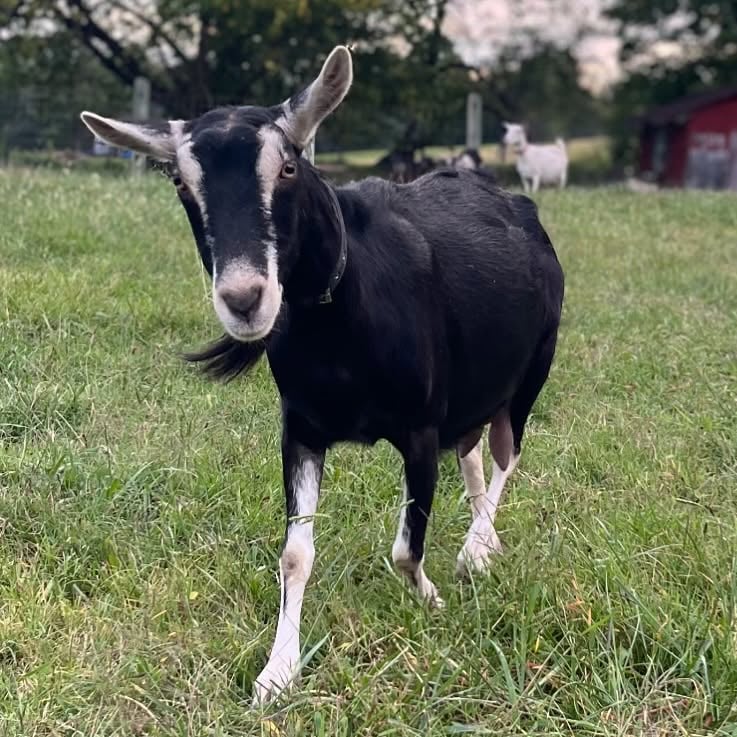 Brambles Bend Farms Goats