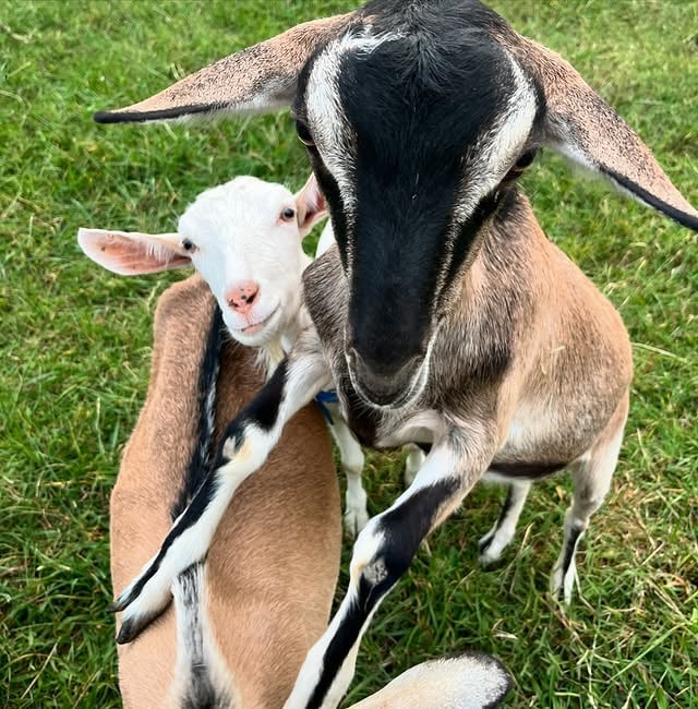 Brambles Bend Farms Goats